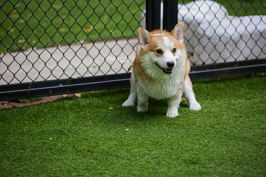 5 Must-Have Turf Cleaning Products for Dog Kennels