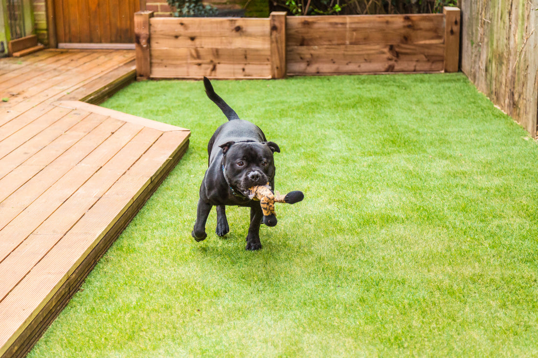What Can You Do To Prevent Pet Odors on Your Artificial Turf?