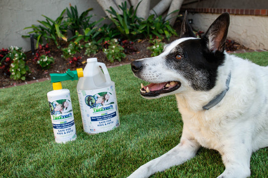 Why You Need an Artificial Grass Deodorizer for Your Pet Turf