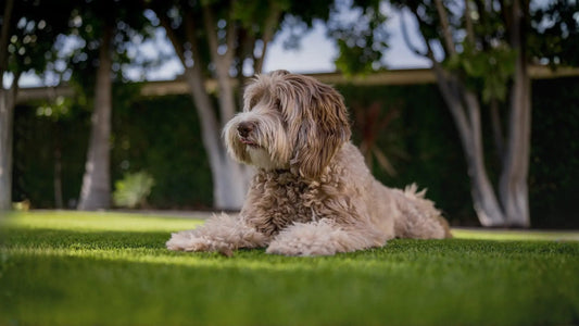 Dog on clean artificial turf with no urine odor