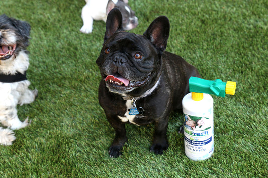 How Pet Waste Affects Artificial Turf and How Turf Disinfectants Can Help