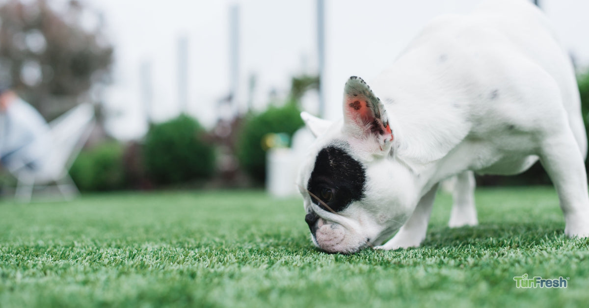 TurFresh BioS+ 32oz | Artificial Turf Pet Odor Eliminator
