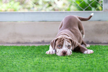 TurFresh BioS+ 32oz | Artificial Turf Pet Odor Eliminator
